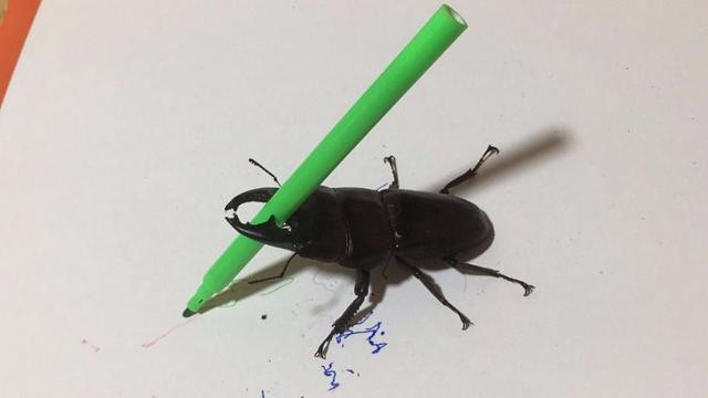 Les populars obres de l'escarabat artista