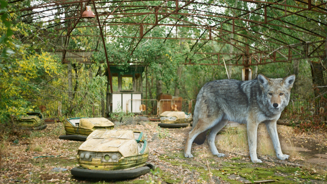 Mutated Chernobyl wolves have evolved to be more resistant to cancer