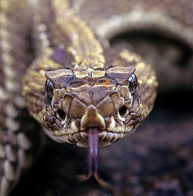 Serpiente 1