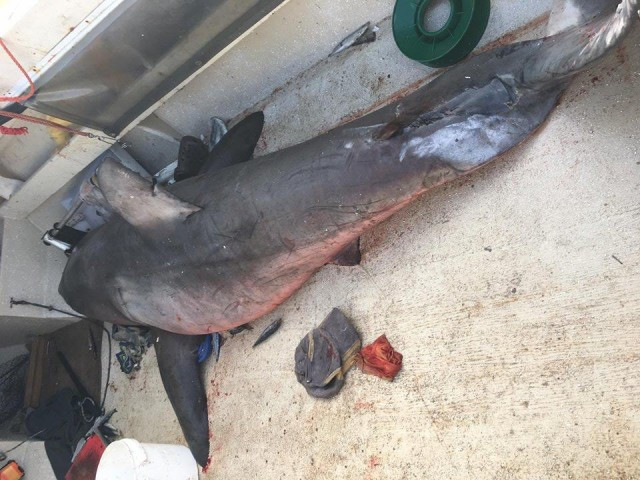 Un tauró blanc de 2,7 metres salta dins d'un vaixell