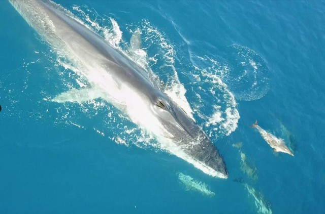 Ballenas 1 1