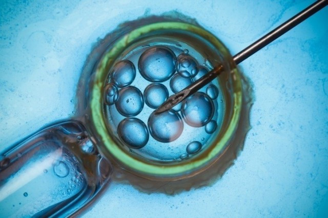 Embriones genetica 1
