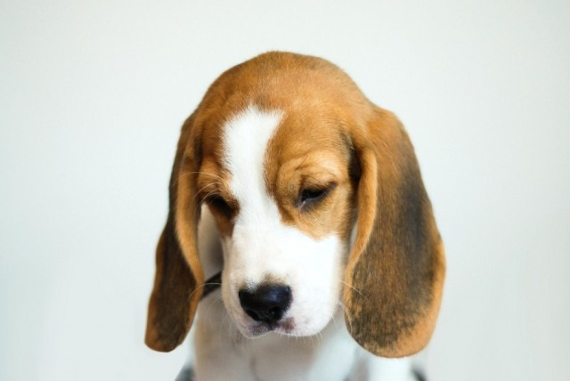 Més de la meitat dels espanyols prefereix a les seves mascotes abans que als humans