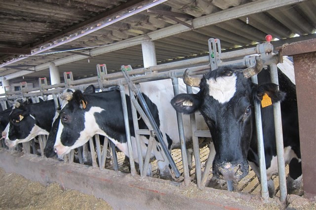 Vacas locas