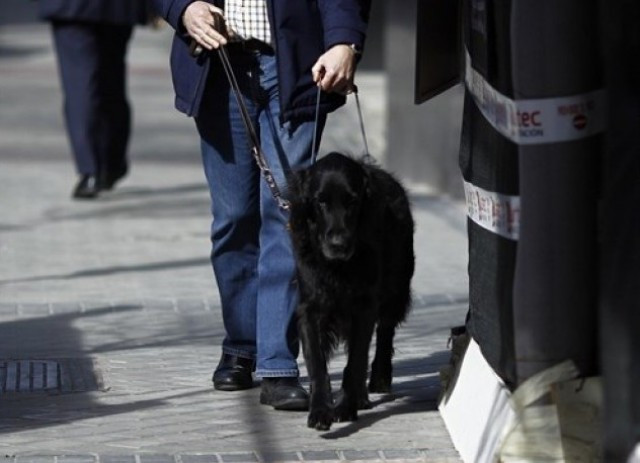 Ciego perro gua persona con discapacidad discapacitado