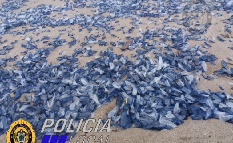Una invasió de meduses tenyeix de blau les platges de Barcelona