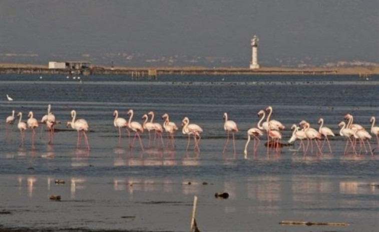 El Delta de l'Ebre necessita entre un i tres milions de tones de sediments per no desaparèixer