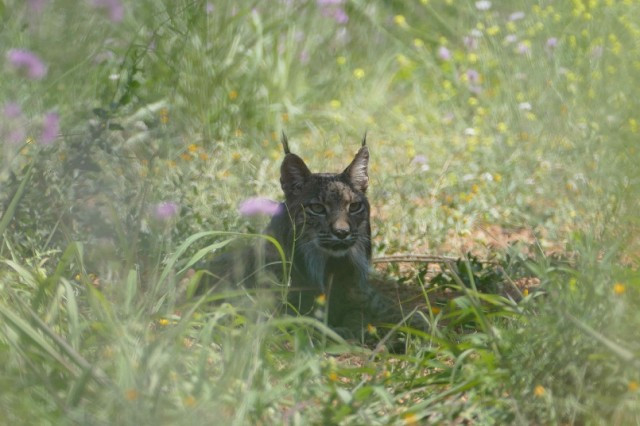 Capturen al linx ibèric que va aparèixer a Barcelona