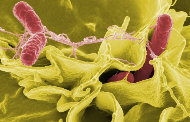 Sanitat adverteix als aficionats que vagin al Mundial de Rússia del risc de contraure salmonel·losi