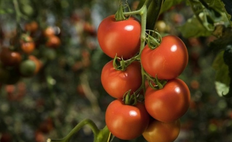 Alerten de l'augment de pesticides en els aliments espanyols