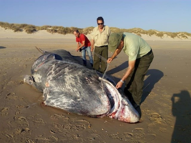 Apareix mort un tauró de nou metres a la platja de Doñana