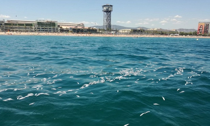 Barceloneta peces muertos 27062018 1