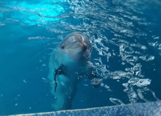 Delfn zoo barcelona 23072018