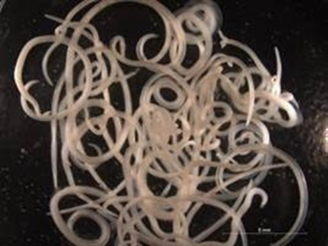 Anisakis merluza ep