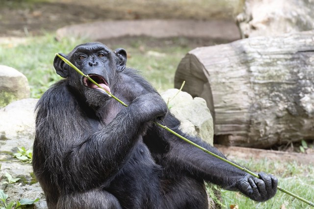 Vols saber quina és la dieta dels lleons del Zoo de Barcelona?