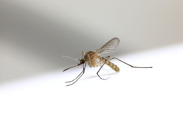 640px Culex pipiens pallens 28famale29 by Japanese