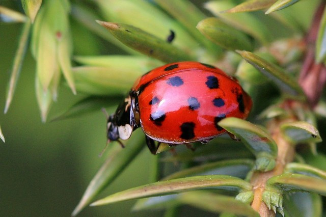 Mariquita