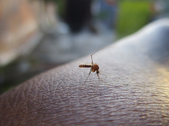 Denguemosquito
