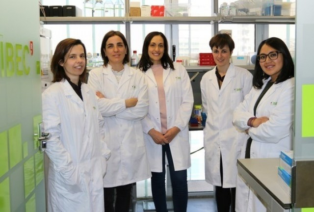 Crear minironyons a partir de cèl·lules mare ja és possible