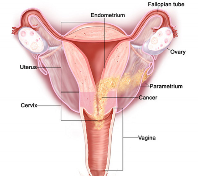 Utero