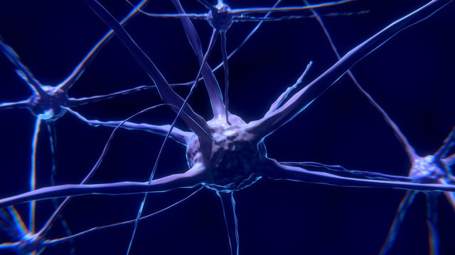 La vida secreta de les neurones més enllà dels 90 anys
