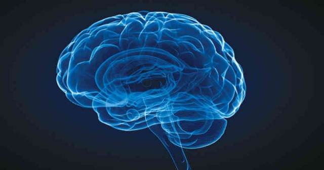 Cerebro2 1 1