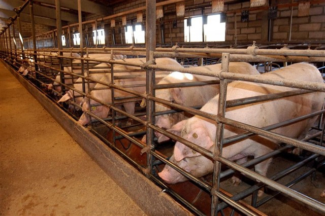 Agricultors i ramaders, farts dels atacs de animalistes a les seves granges