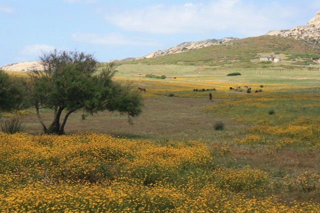 RiquezabiolgicadelaisladeAsinara