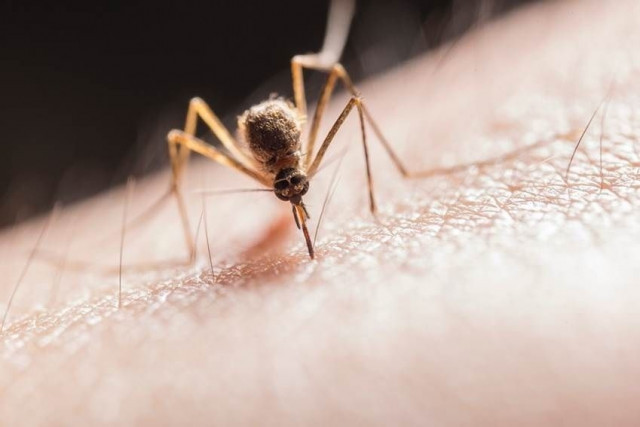 Malaria 1 1