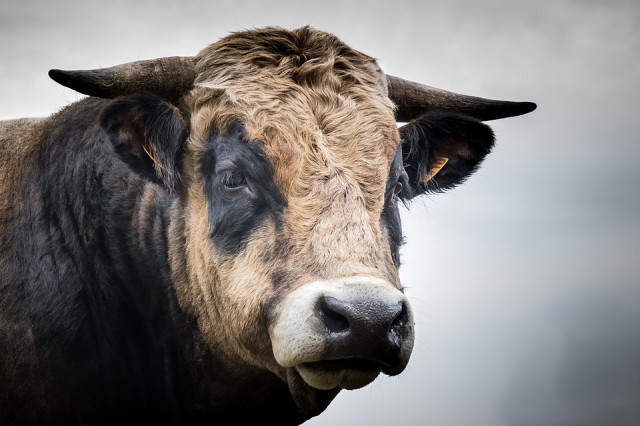 Toroanimalescorrebous