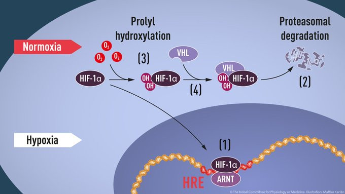 Maquinaria molecular que regula la actividad de los genes a niveles de oxu00edgeno