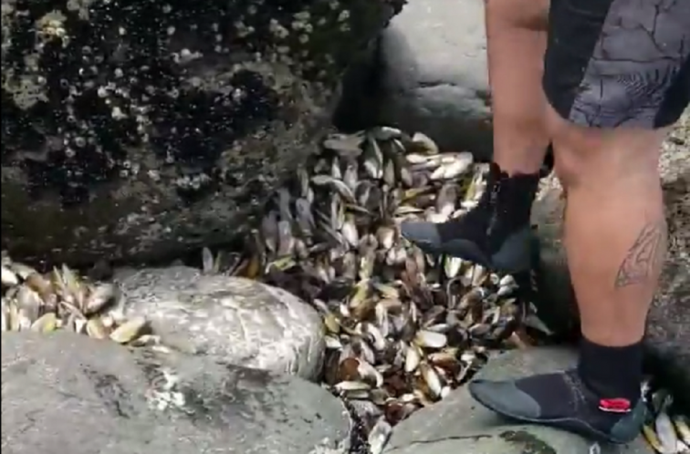 Mig milió de musclos moren cuinats per la calor en una platja de Nova Zelanda