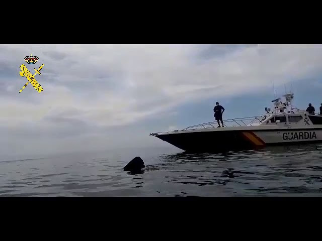 Tiburón peregrino avistado en La Mamola (Granada)