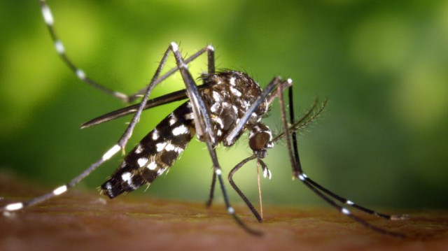 Mosquitotigre