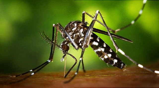 El mosquit tigre ha augmentat un 70% a Espanya respecte a l'any passat