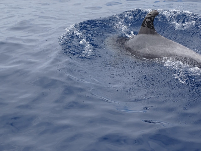 EuropaPress 3280993 avistado delfin impregnado petroleo canarias fotografia cedida greenpeace