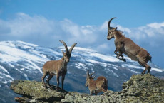Una cabra pren el control del cotxe d'una ajudant de policia i la tira a terra d'un cop amb el cap