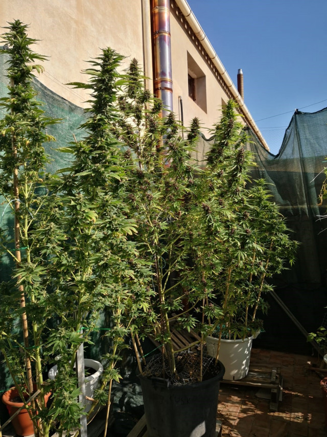 La Policia de Les Borges Blanques decomissa 60 quilos de marihuana
