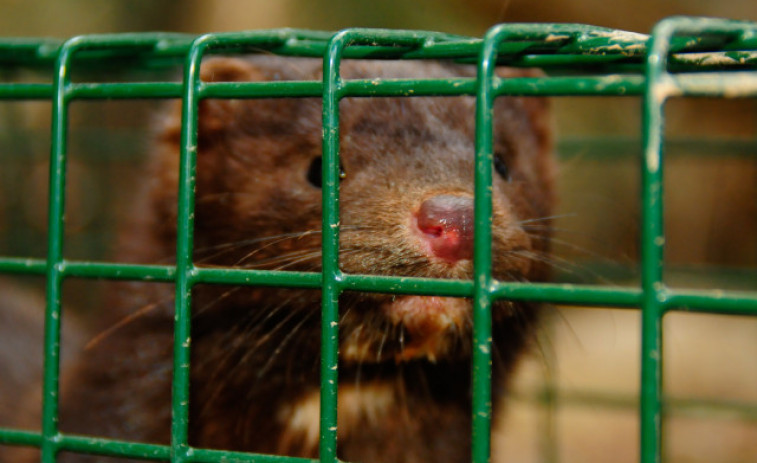 Les granges de visó americà s'han convertit en 