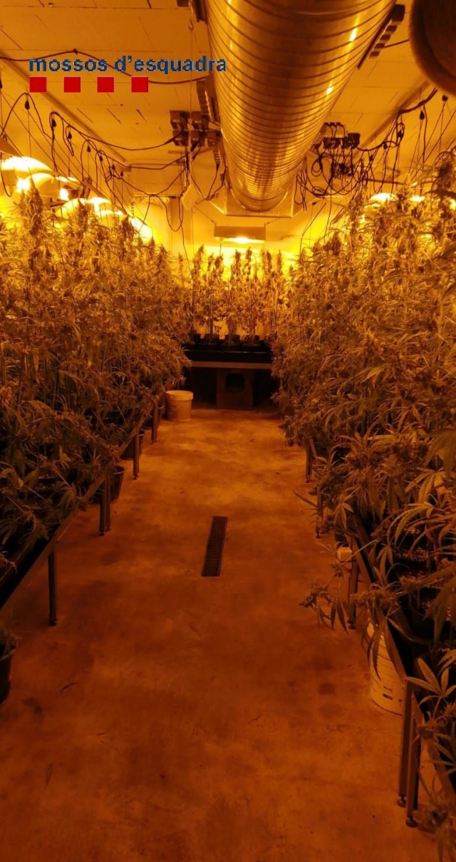 EuropaPress 3373547 desmantelada plantacion marihuana valorada 400000 euros girona