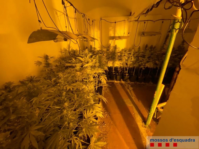 EuropaPress 3377556 localizadas 1072 plantas marihuana operativo policial figueres girona