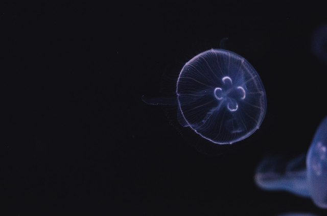 TaylorwilcoxdtMeXoJeZP0unsplash