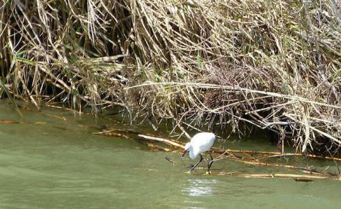 Ebre