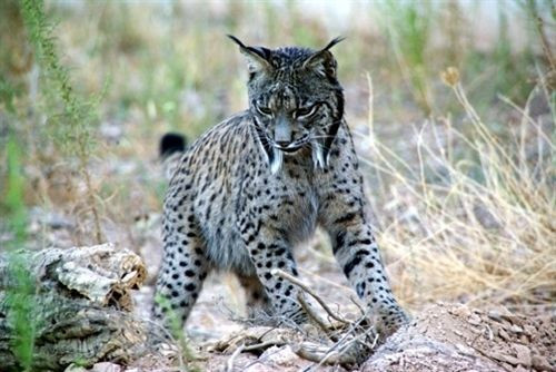 Un caçador mata d'un tret a un linx ibèric alliberat aquest any a Ciudad Real