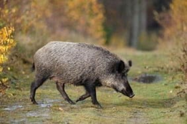 EuropaPress 3550587 prohibida caza mayor fines semana distintos parques naturales barcelona