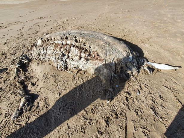Troben una misteriosa bèstia marina de més de set metres de llarg en una platja de Gal·les