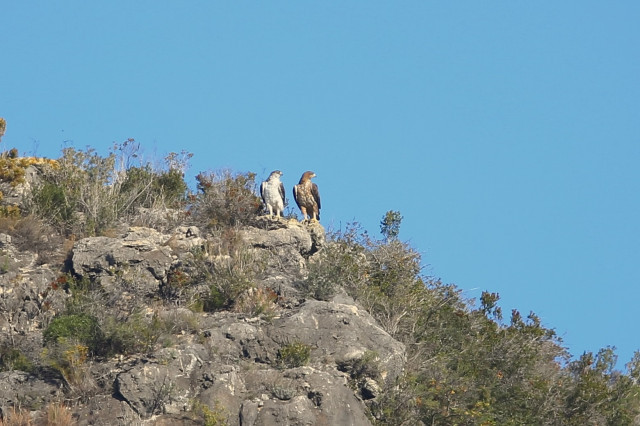 EuropaPress 3590117 aguila recuperada llamada vent tambien conseguido pareja reproducido