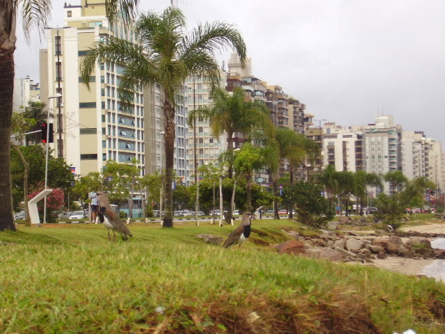 Costanera de Florianpolis