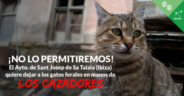GatosFeralesIbiza TT1678x356