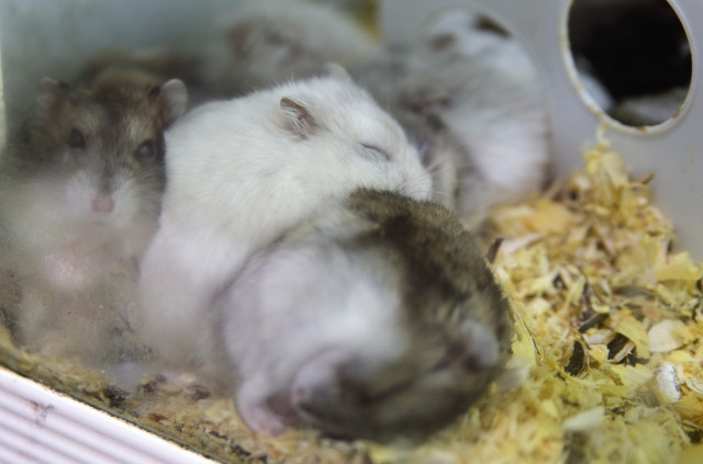 Una plaga de desenes de milers de rates s'apodera de Nova Gal·les de Sud, a Austràlia